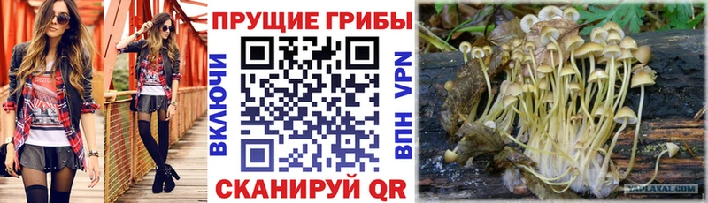 Псилоцибиновые грибы Psilocybine cubensis  Берёзовский 